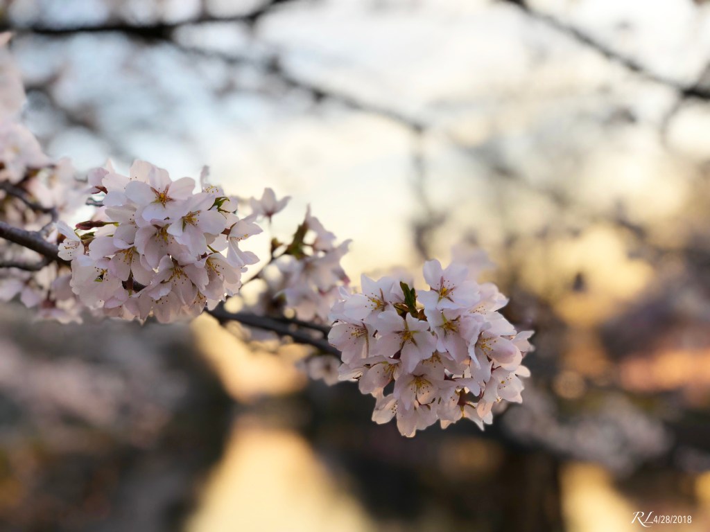 Life’s Celebration